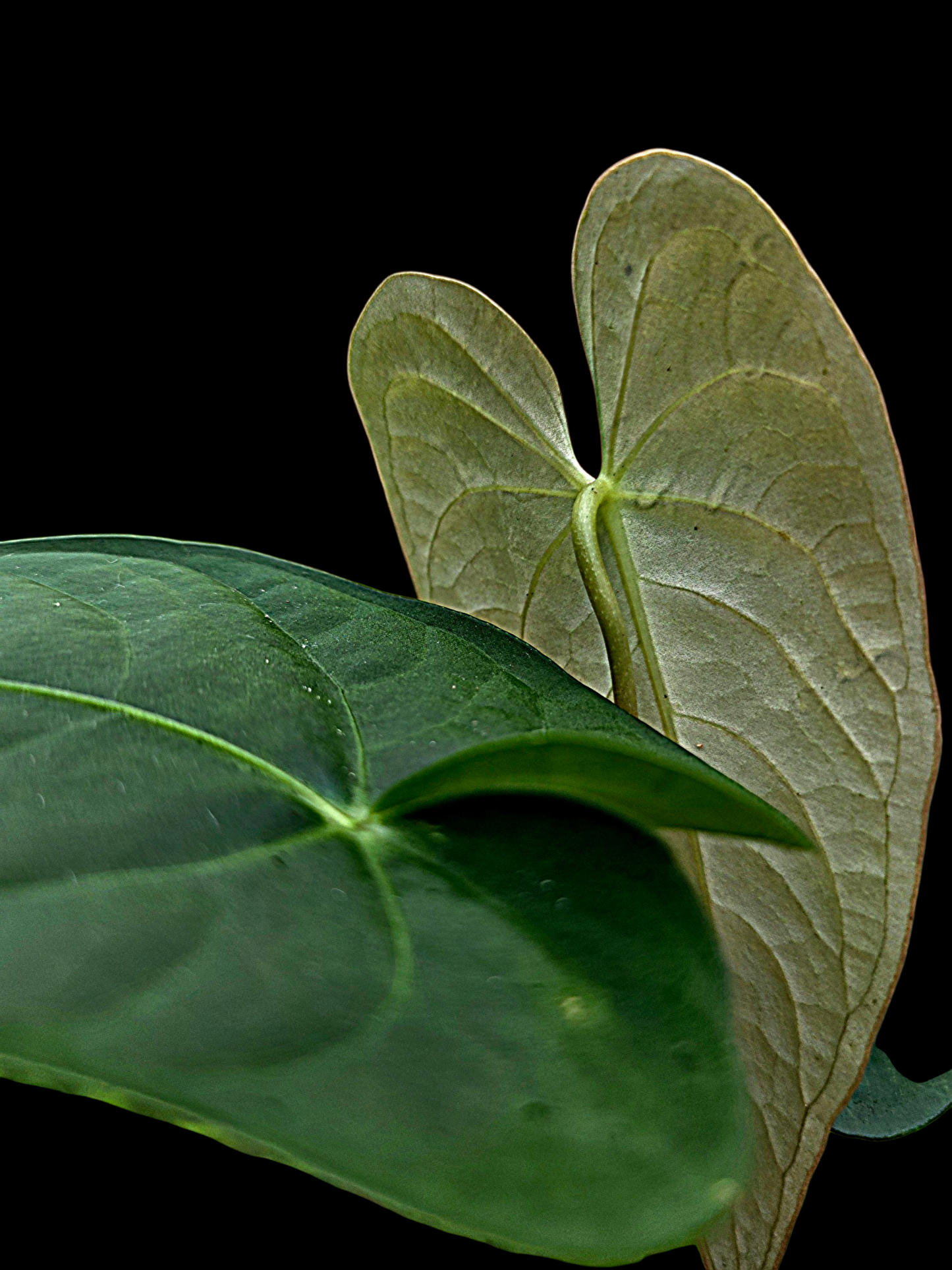 Anthurium sp. 'Tarapoto Dark Velvet' Wild Ecotype (EXACT PLANT)