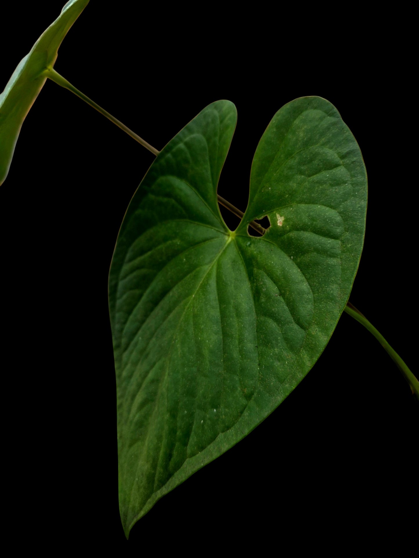 Anthurium sp. 'Peru Dark' Wild Ecotype (EXACT PLANT)