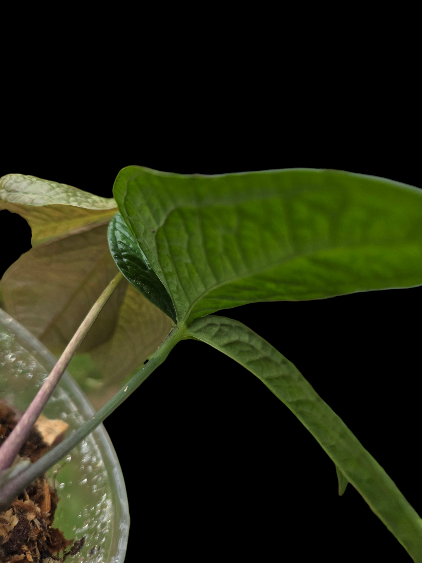 Anthurium sp. "Crocodile Hands" Wild Ecotype (EXACT PLANT)