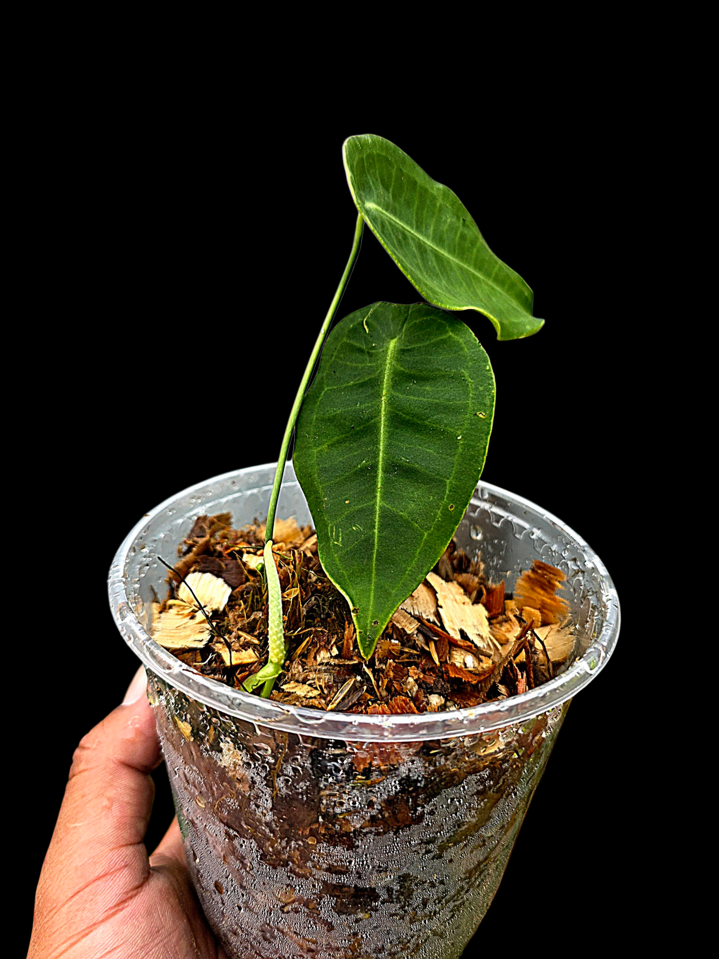 Anthurium sp. 'Peltado Peru' Wild Ecotype (EXACT PLANT)
