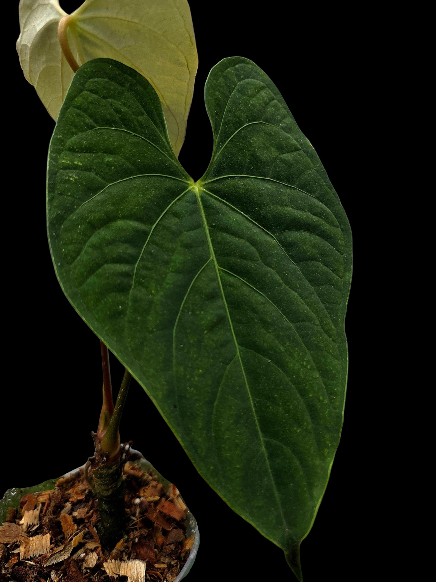 Anthurium sp. 'Tarapoto Velvet' Wild Ecotype (EXACT PLANT)