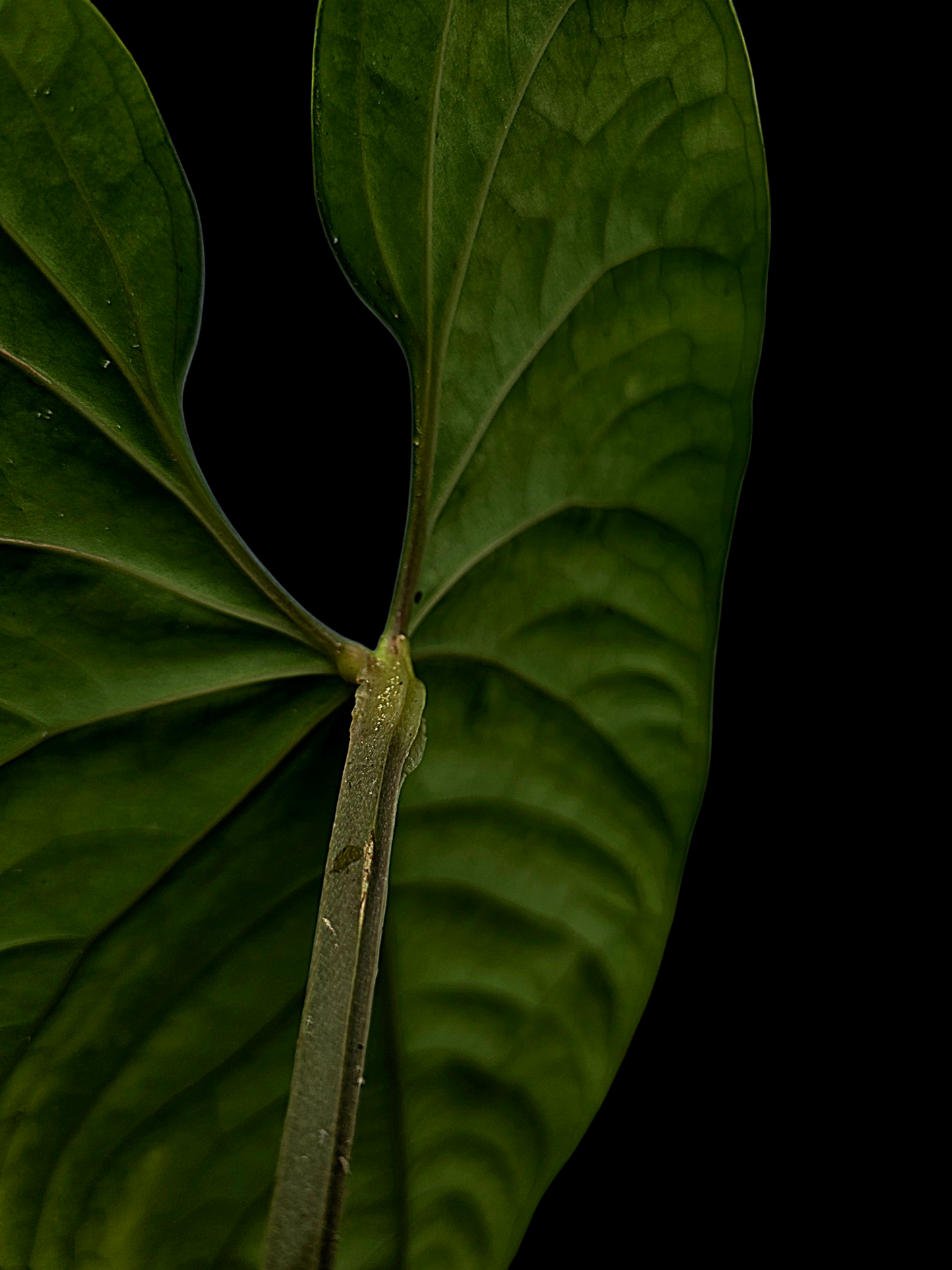 Anthurium sp. 'Huanuco Velvet' Super Bullate BIG Plant (EXACT PLANT)