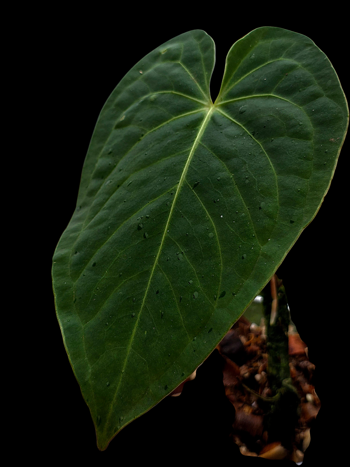 Anthurium sp. "Tarapoto Velvet" Wild Ecotype (EXACT PLANT)