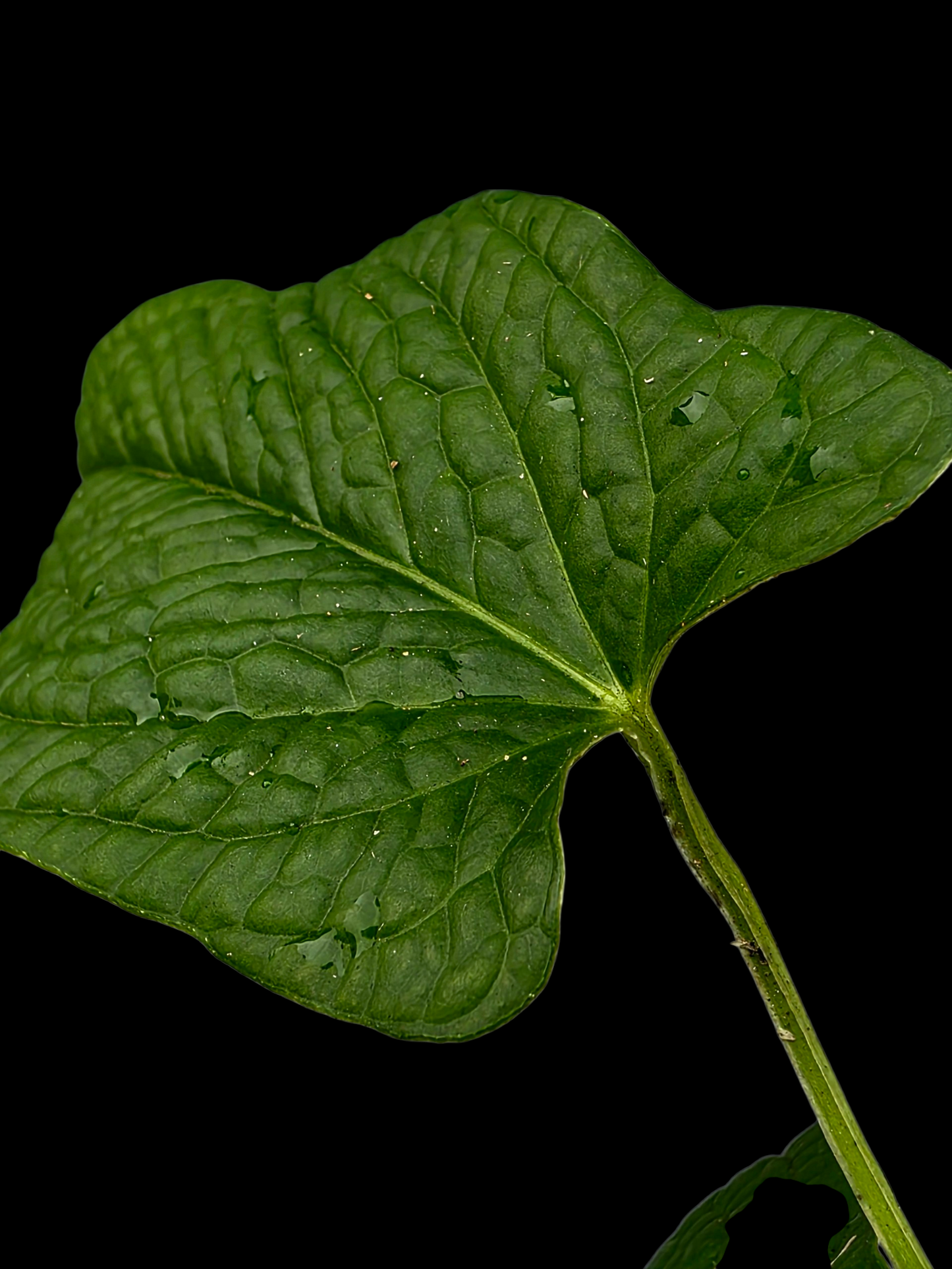 Anthurium Puberulum Croat & Lingán Native to Peru (EXACT PLANT)