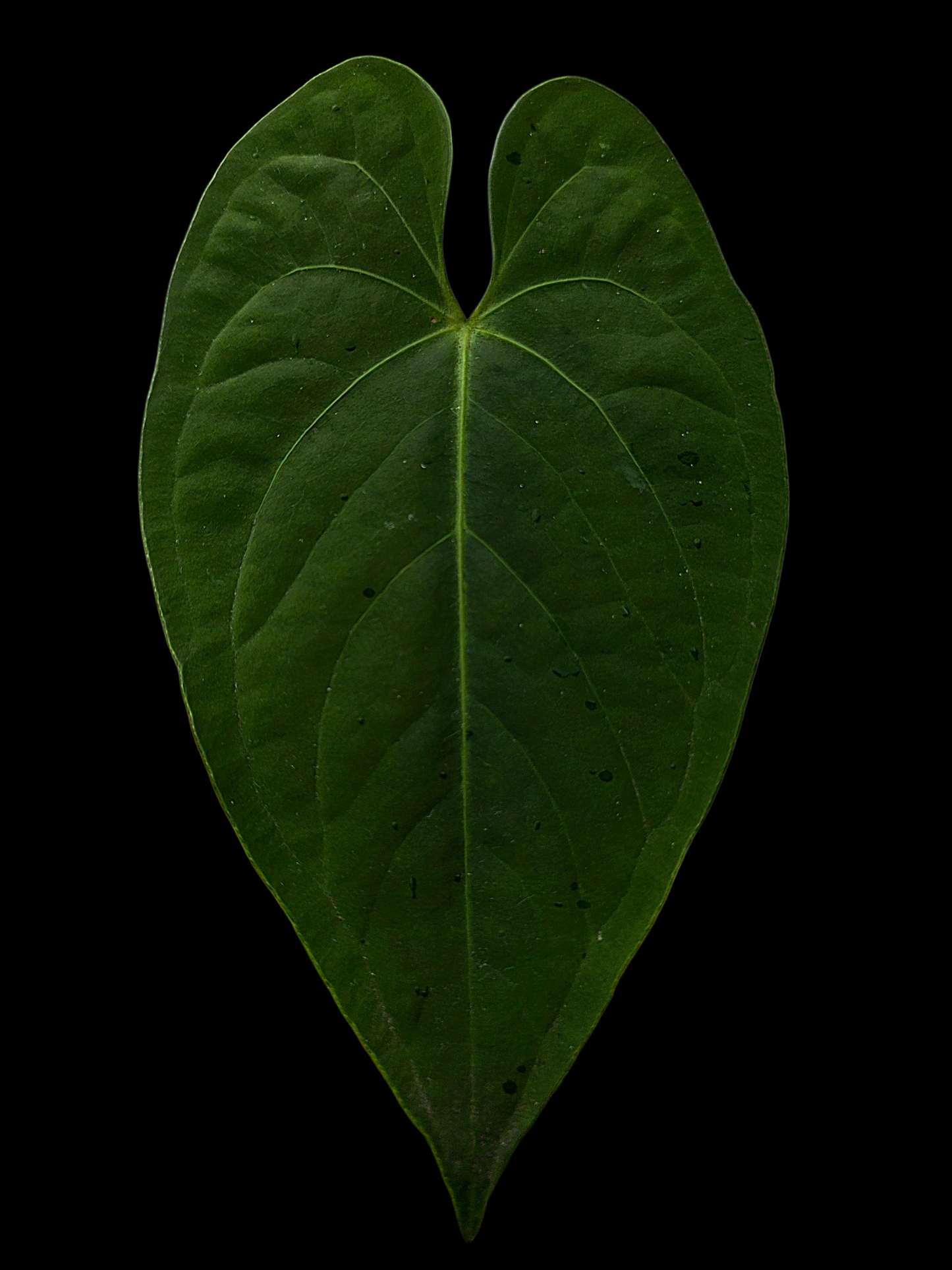 Anthurium sp. "Tarapoto Velvet" (EXACT PLANT)