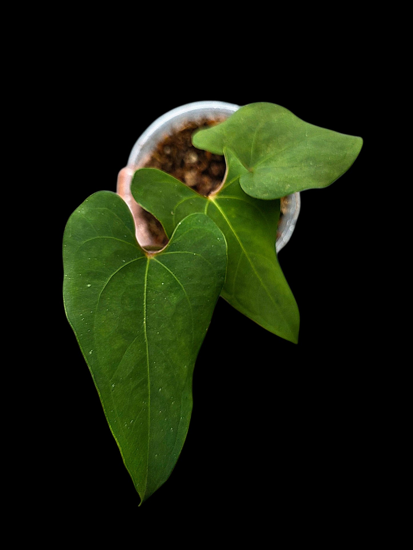 Anthurium sp. 'Huanuco Velvet' Wild Ecotype (EXACT PLANT)