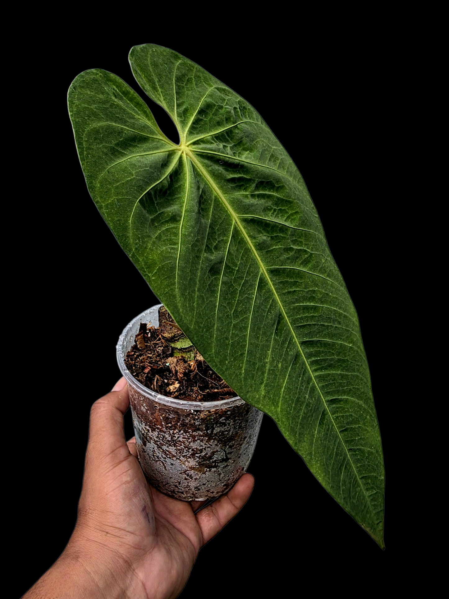 Anthurium Metallicum Wild Ecotype BIG Plant (EXACT PLANT)