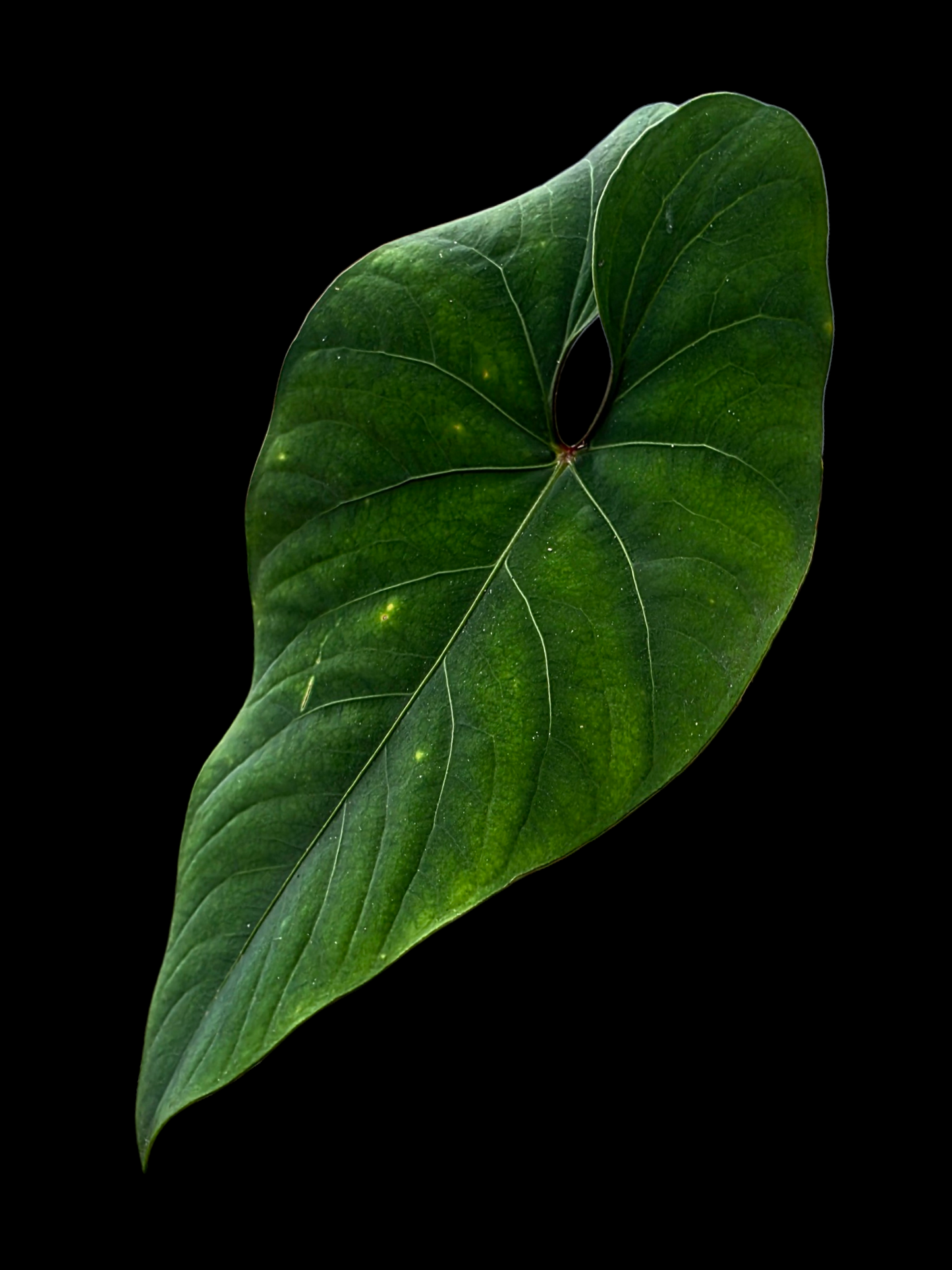 Anthurium sp. 'Huanuco Velvet' Dark Petiole BIG Plant (EXACT PLANT)