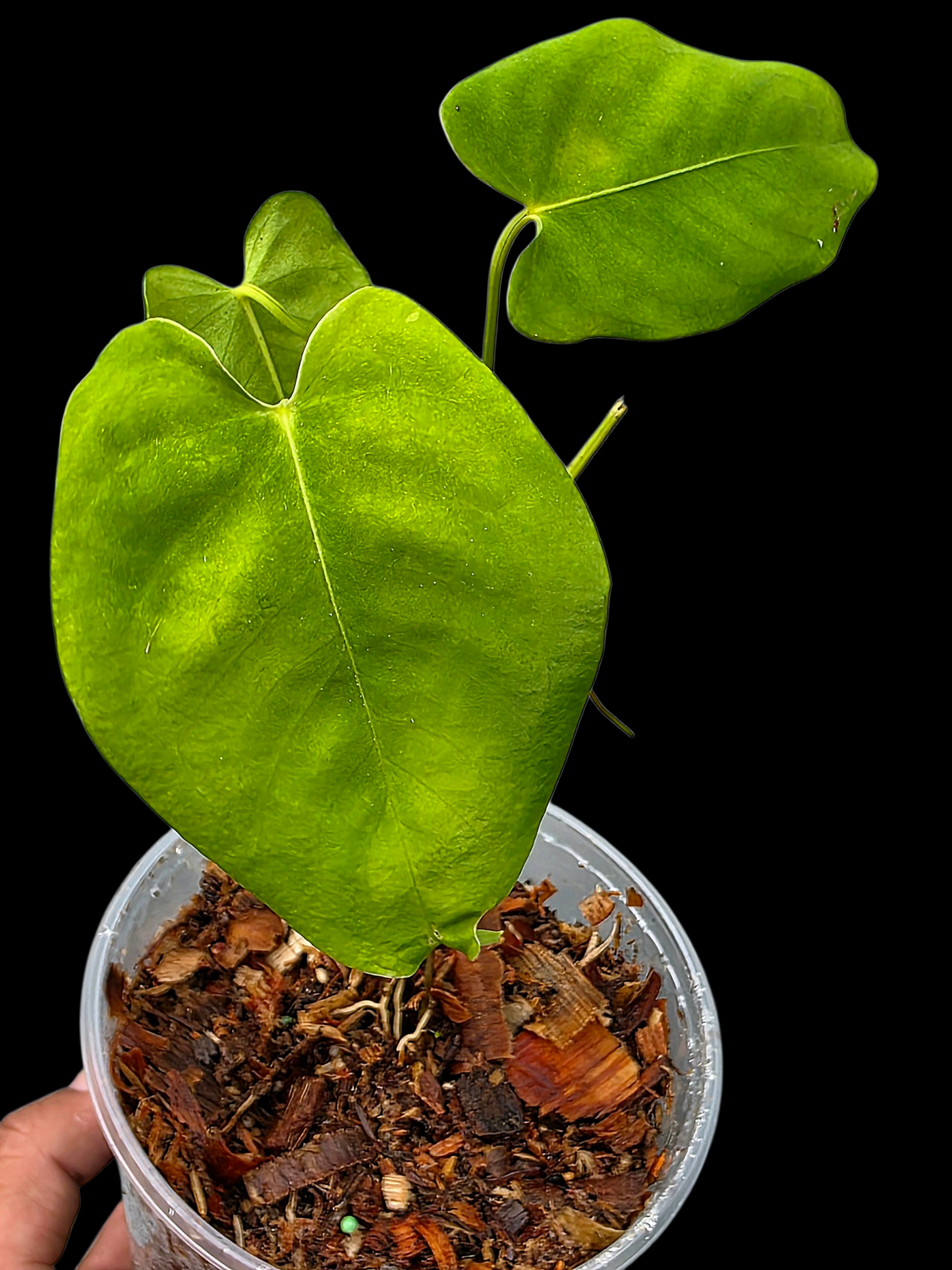 Anthurium sp. 'Aguaytiense' Velvety (EXACT PLANT)