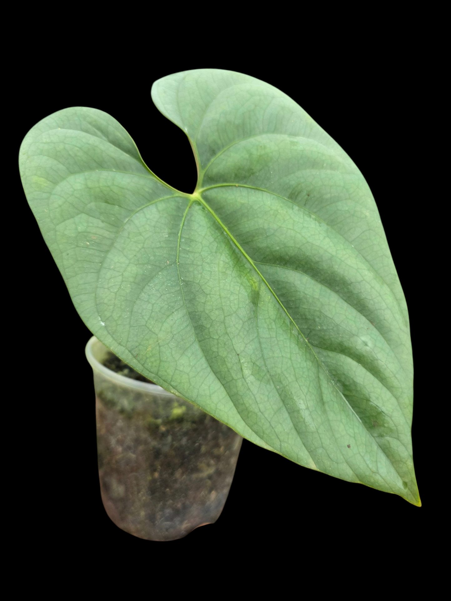 Anthurium sp. 'Silver Peru' Wild Ecotype (EXACT PLANT)