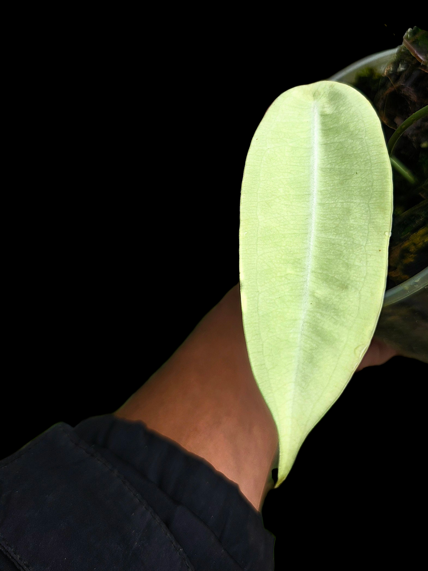 Anthurium sp. "Little Ghost" Wild Ecotype (EXACT PLANT)