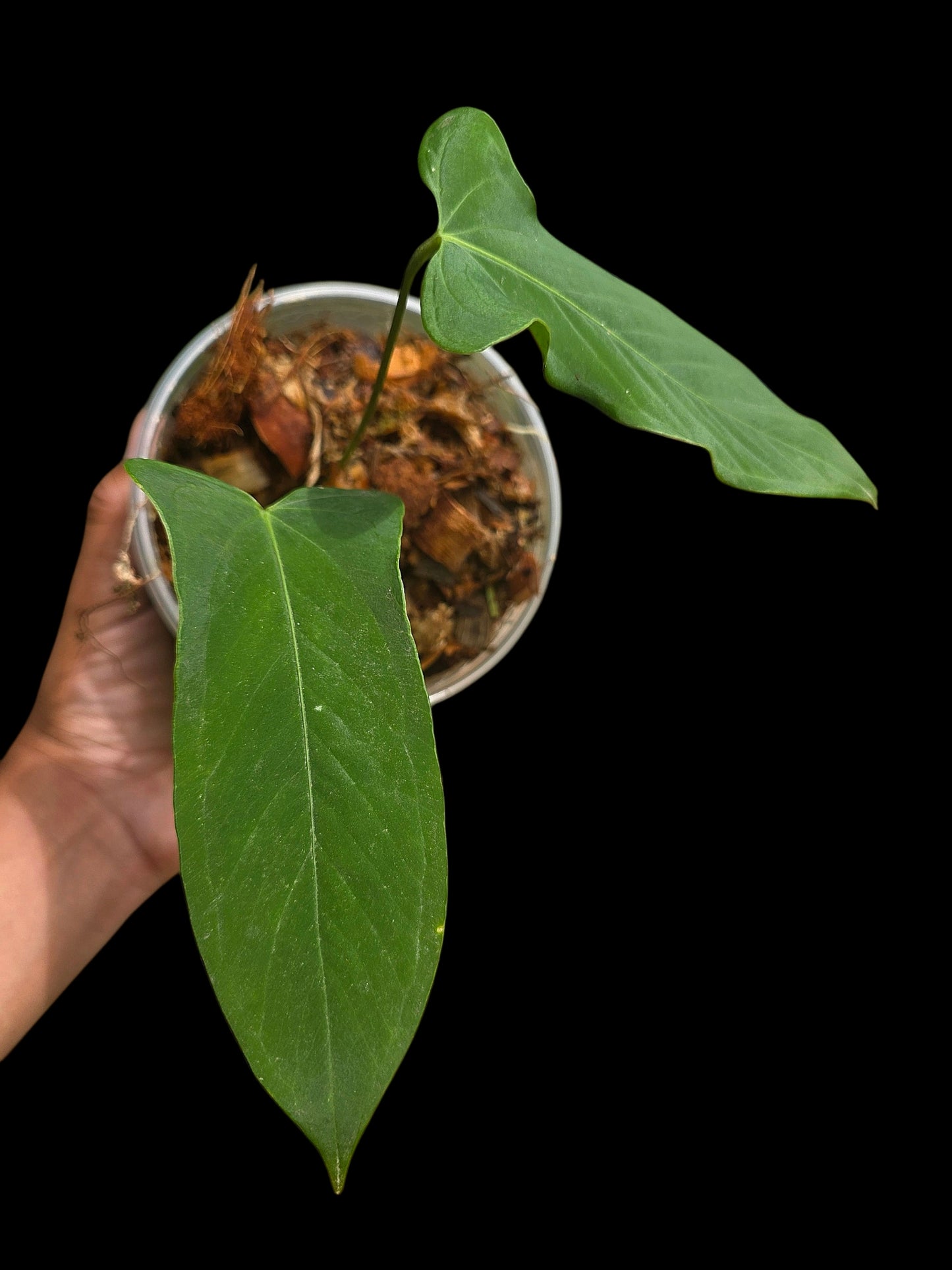 Anthurium sp. 'Tingomarianense Velvet Lobed' with 2 Leaves (EXACT PLANT)