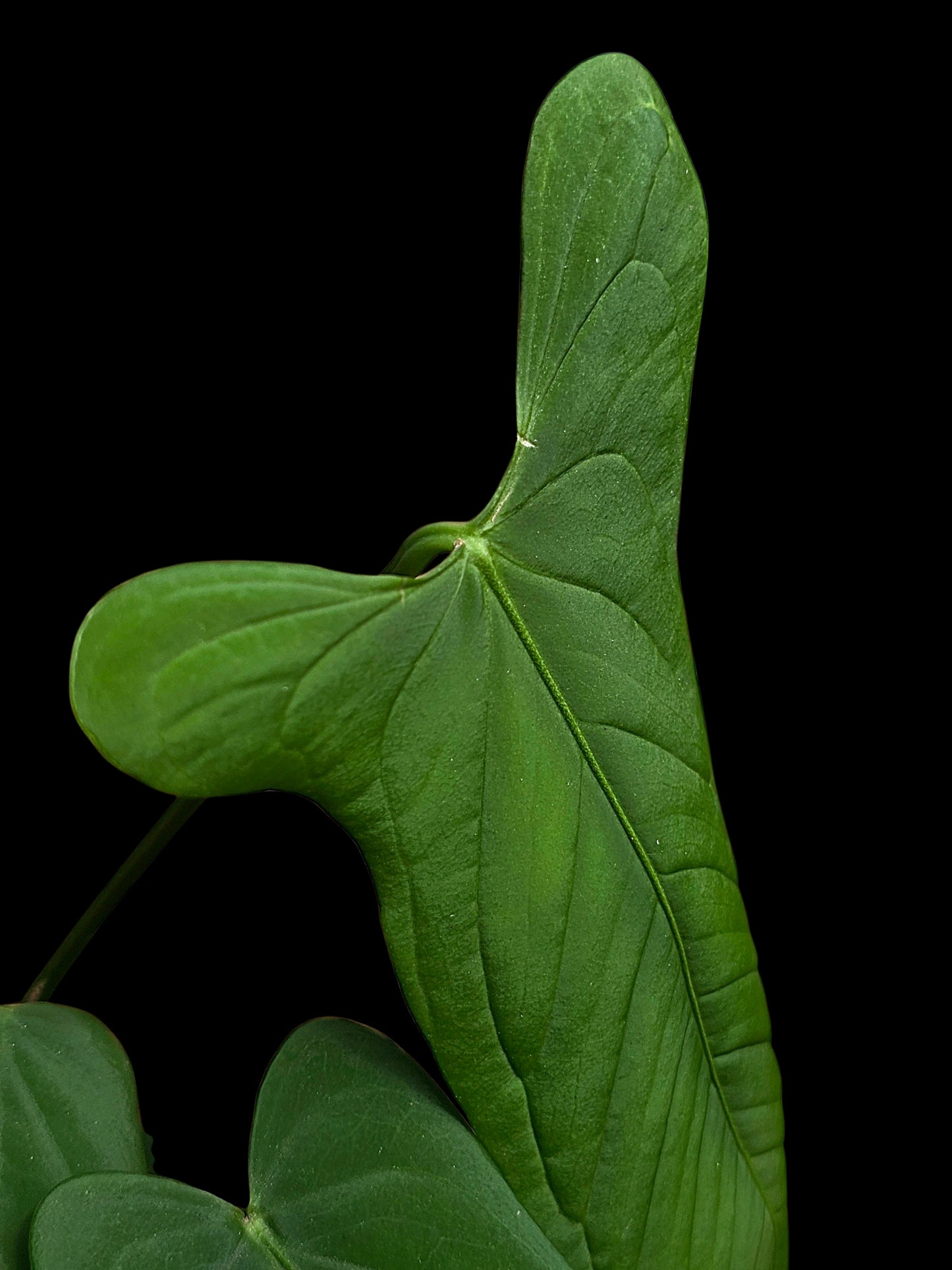 Anthurium sp. 'Tingomarianense Velvet Lobed' with 5 Leaves (EXACT PLANT)