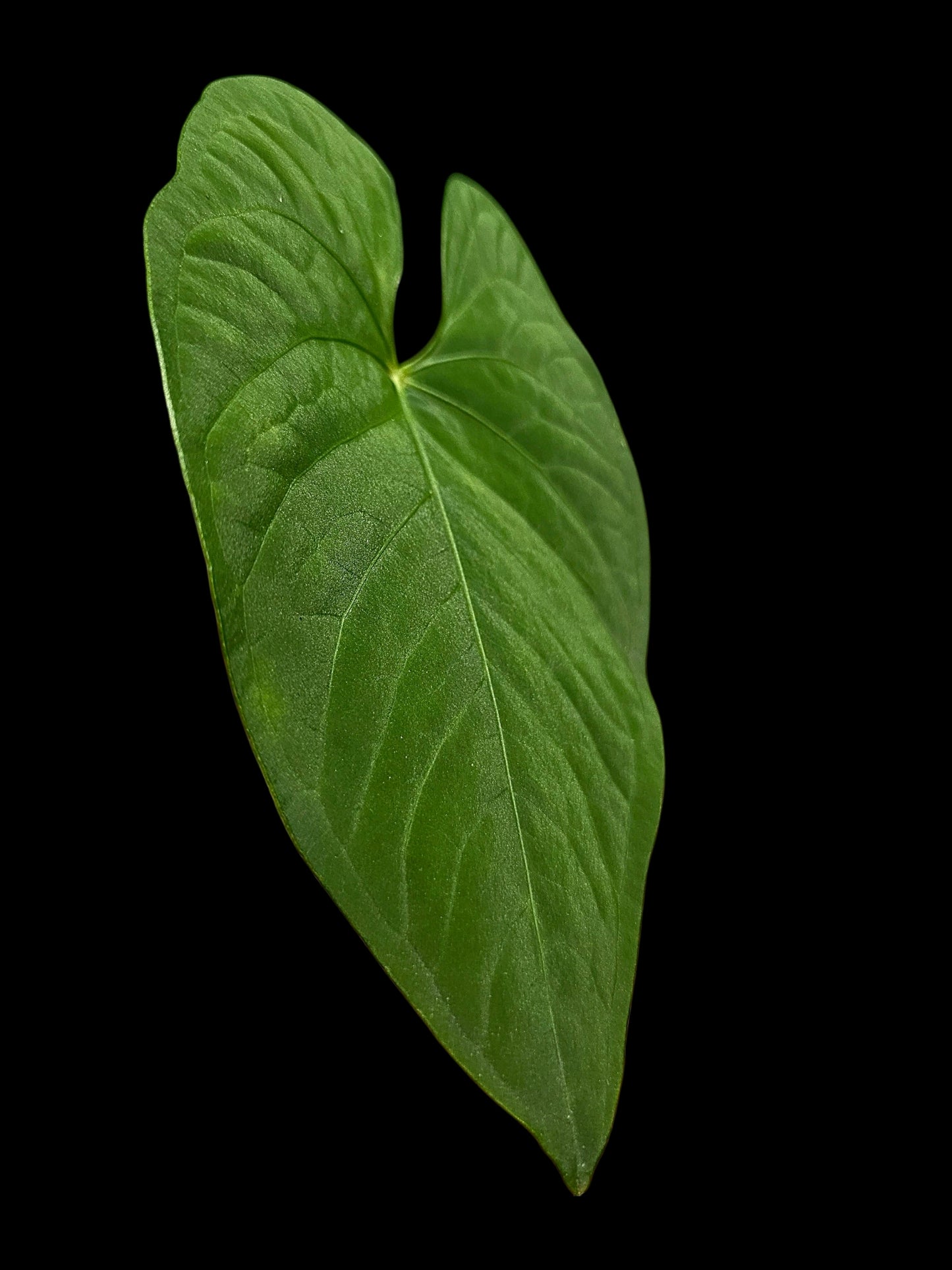 Anthurium sp. "Tarapoto Velvet" Wild Ecotype (EXACT PLANT)