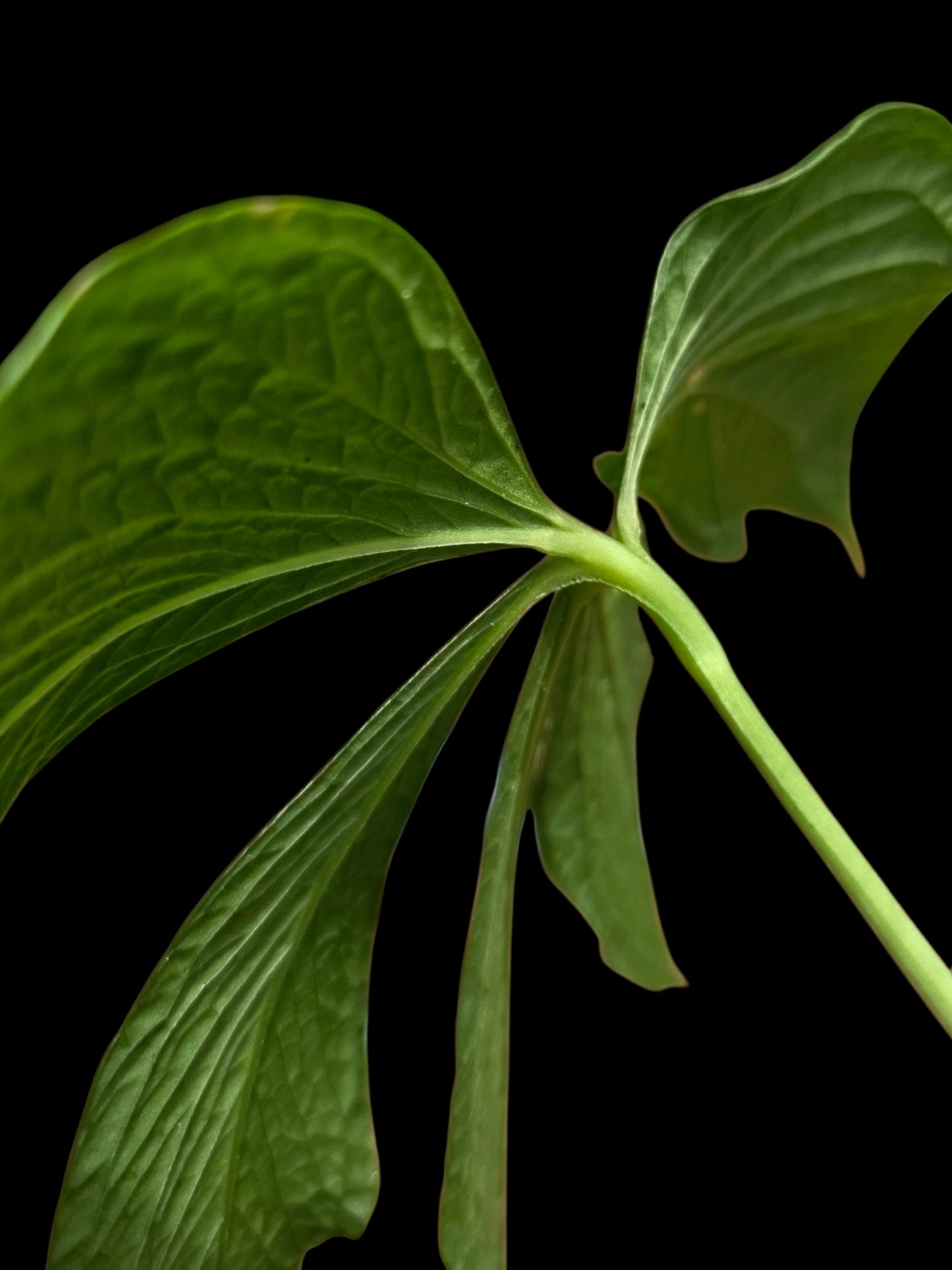 Anthurium sp. "Crocodile Hands" Wild Ecotype (EXACT PLANT)