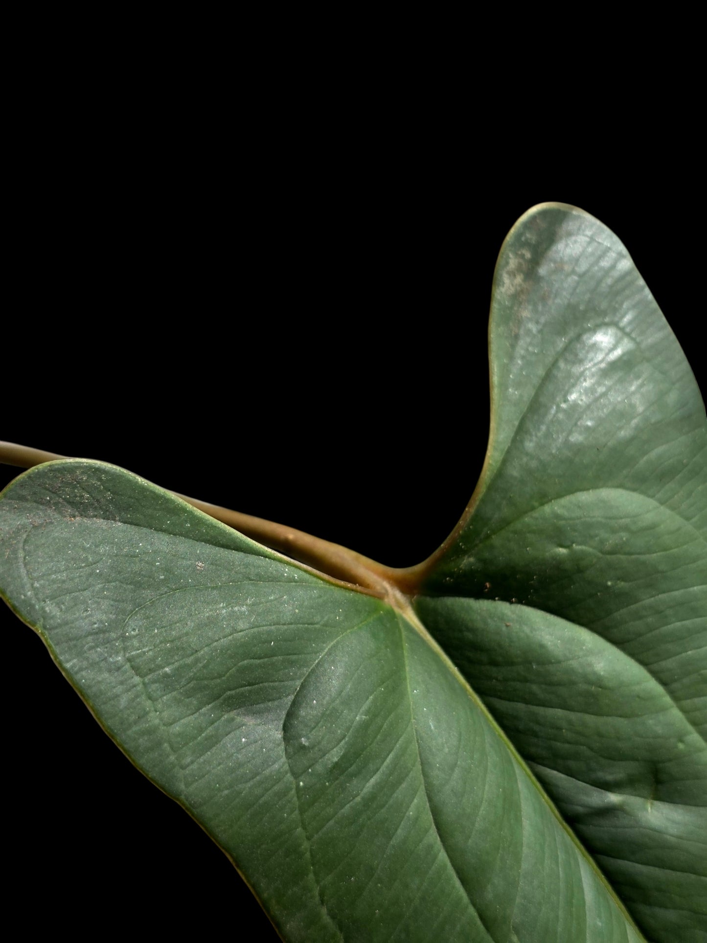 Anthurium sp. 'Indian arrow' BIG Plant (EXACT PLANT)