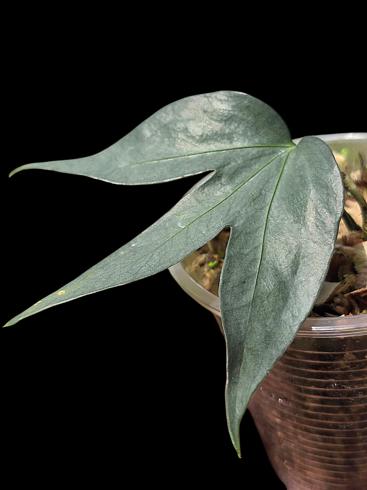 Anthurium sp. "Silver Fingers" (EXACT PLANT)