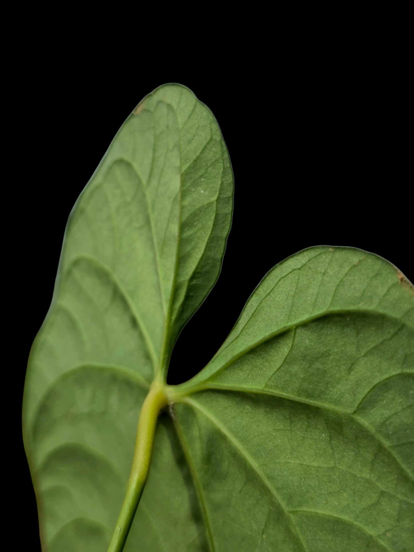 Anthurium sp. 'HuanuQuense Velvet' Wild Ecotype (EXACT PLANT)