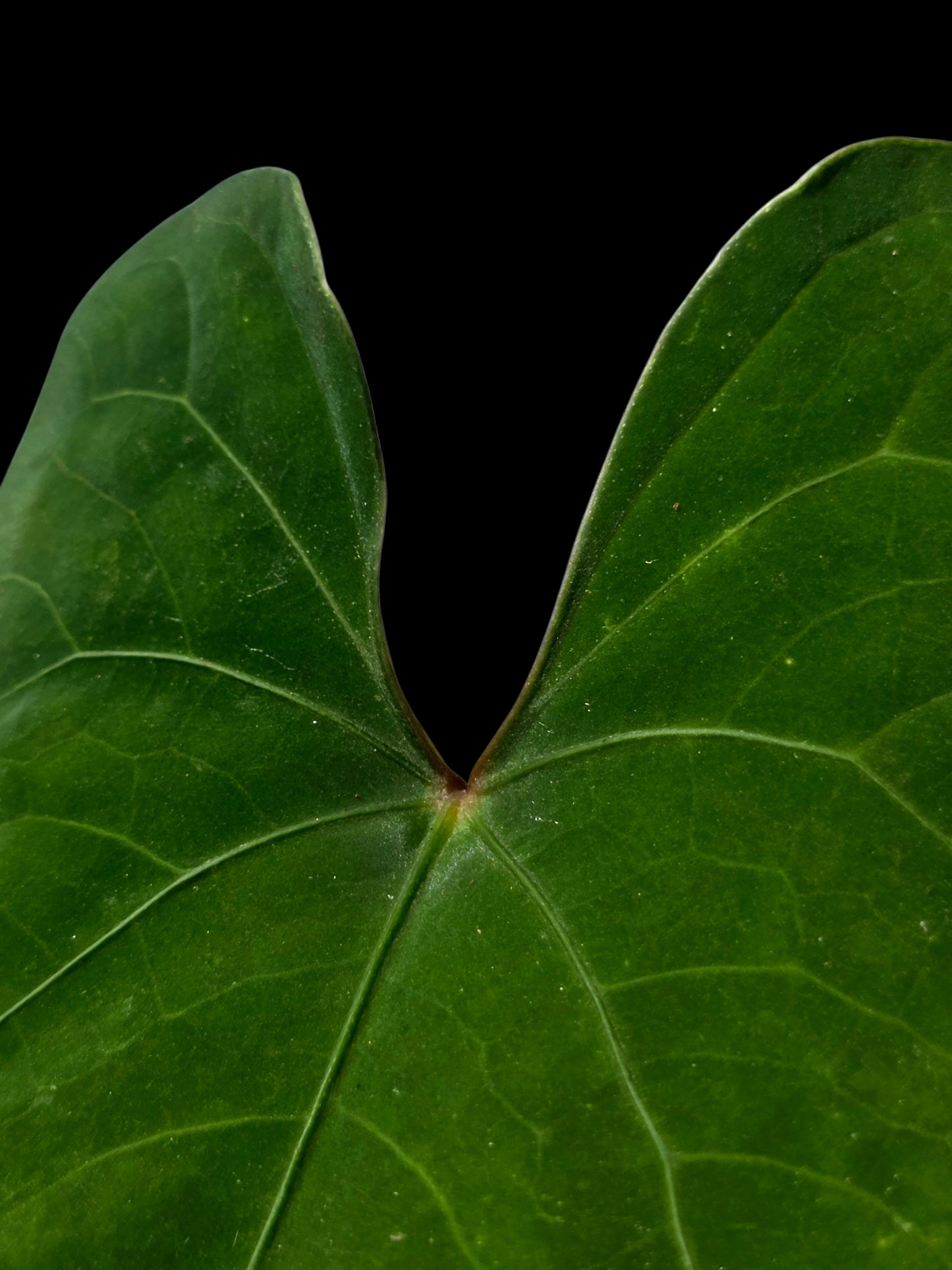 Anthurium sp. 'Huanuco Velvet' Dark Petiole Wild Ecotype (EXACT PLANT)