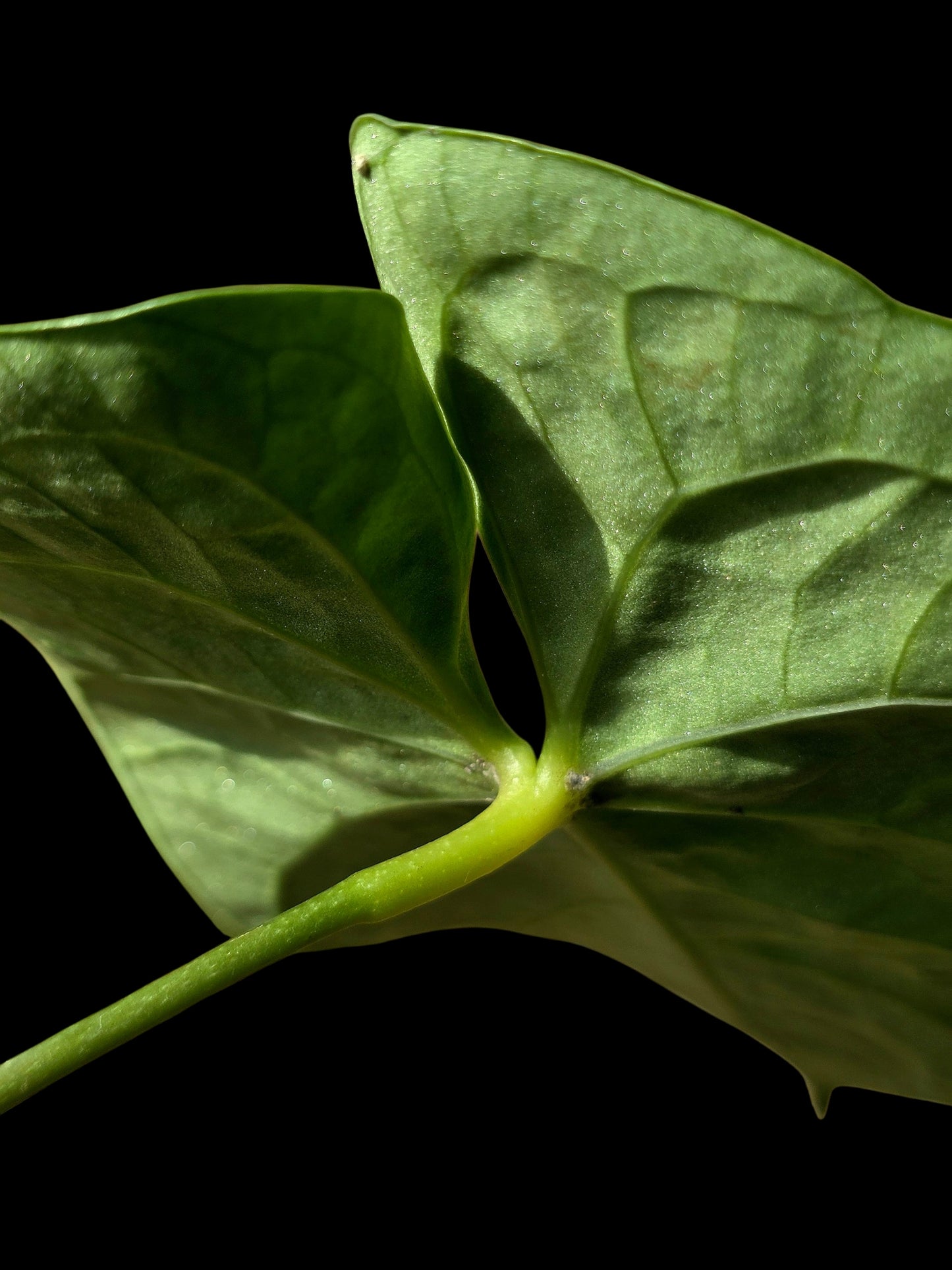 Anthurium sp. 'Tarapoto Velvet' Wild Ecotype (EXACT PLANT)