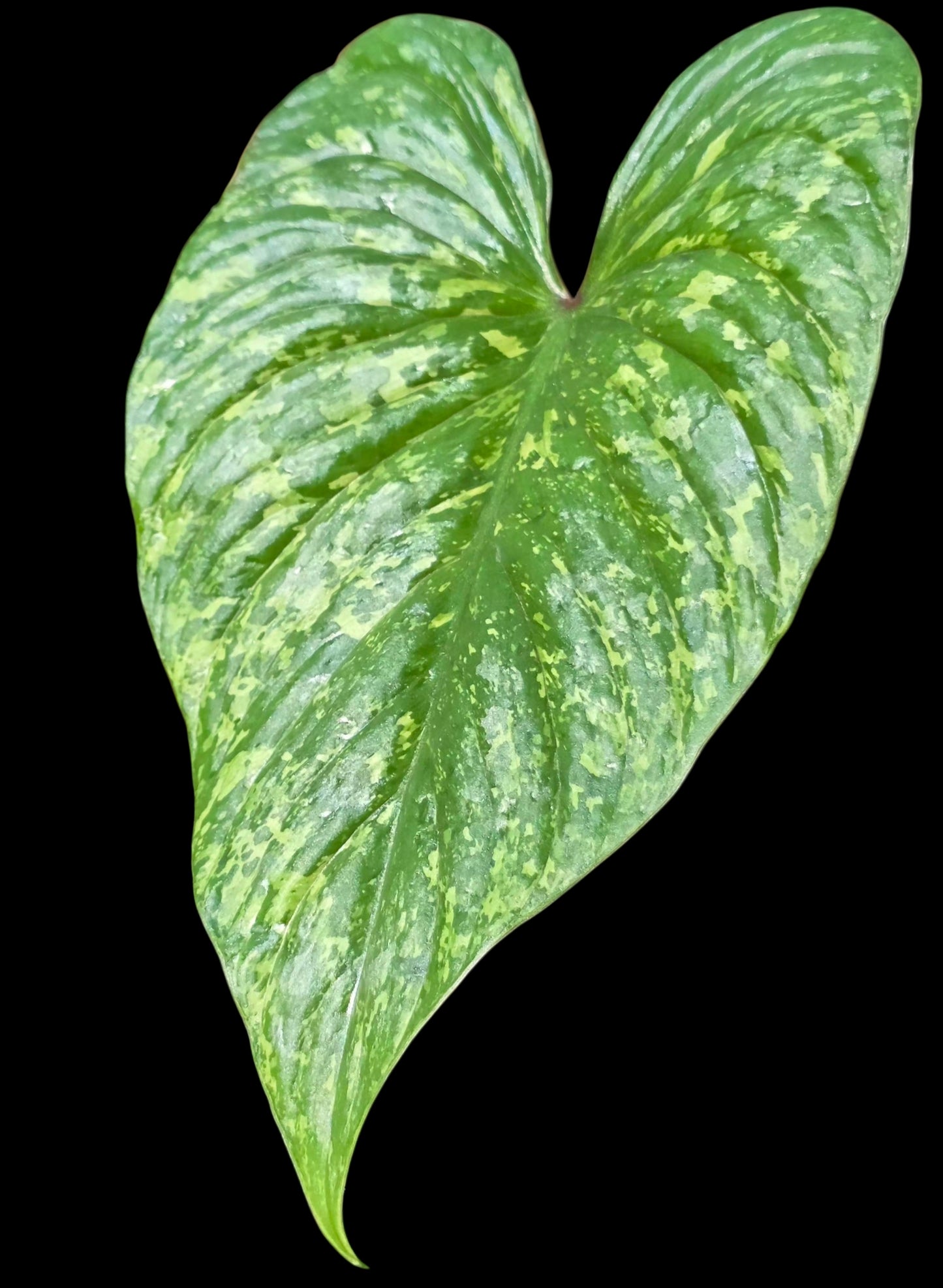 Philodendron Mamei Splash Variegated (EXACT PLANT)