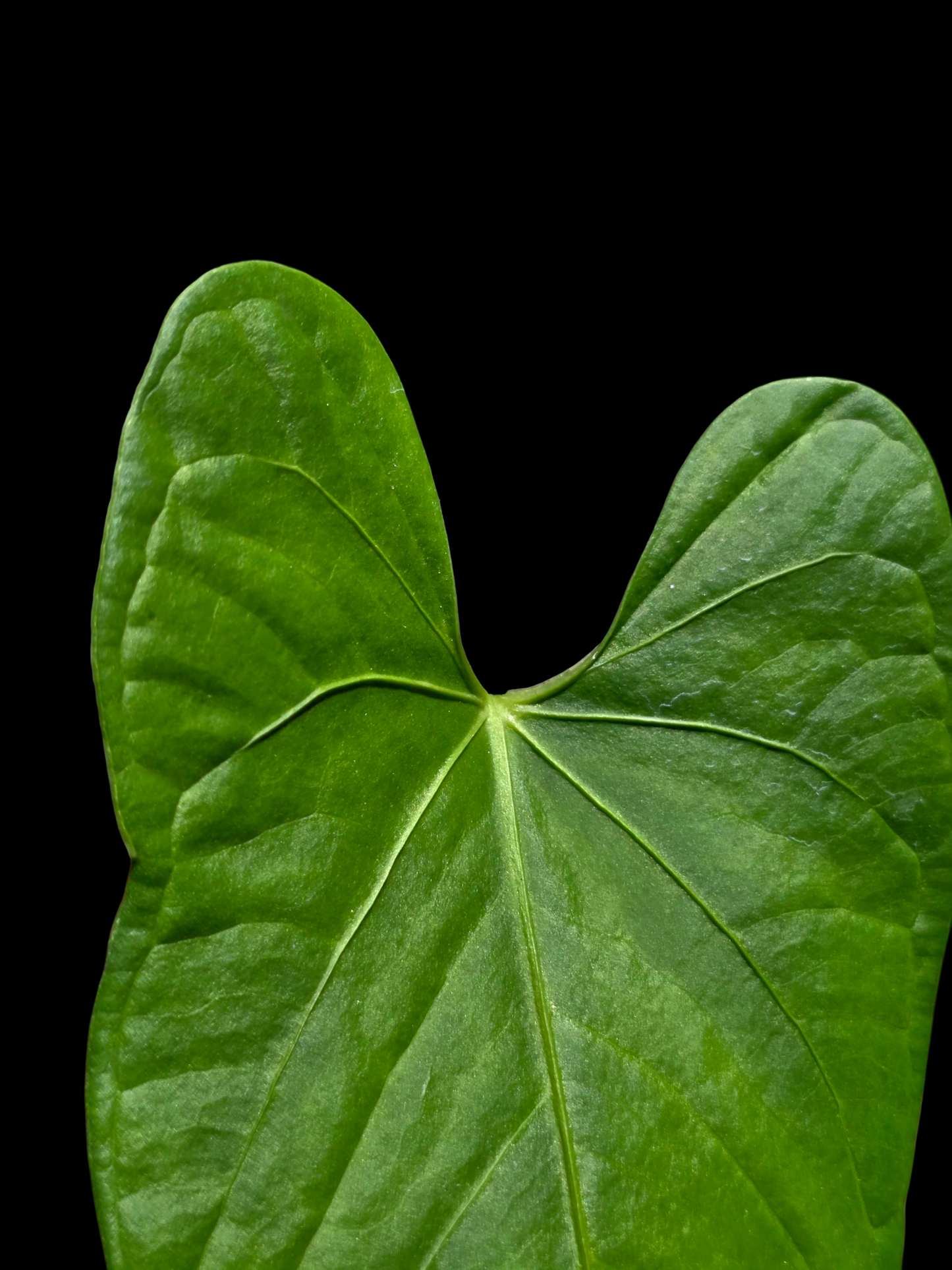 Anthurium sp. 'Cachiyacu' Wild Ecotype (EXACT PLANT)