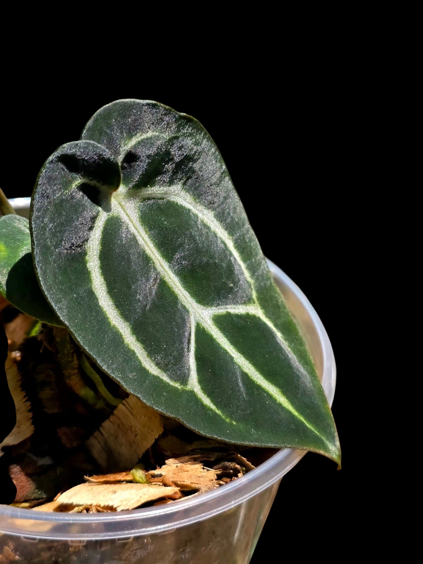 Anthurium Carlablackiae Wild Ecotype (EXACT PLANT)