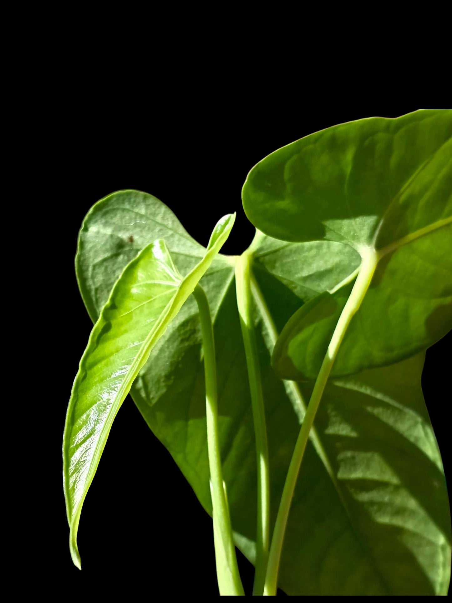 Anthurium sp. "Cachiyacu" (EXACT PLANT)