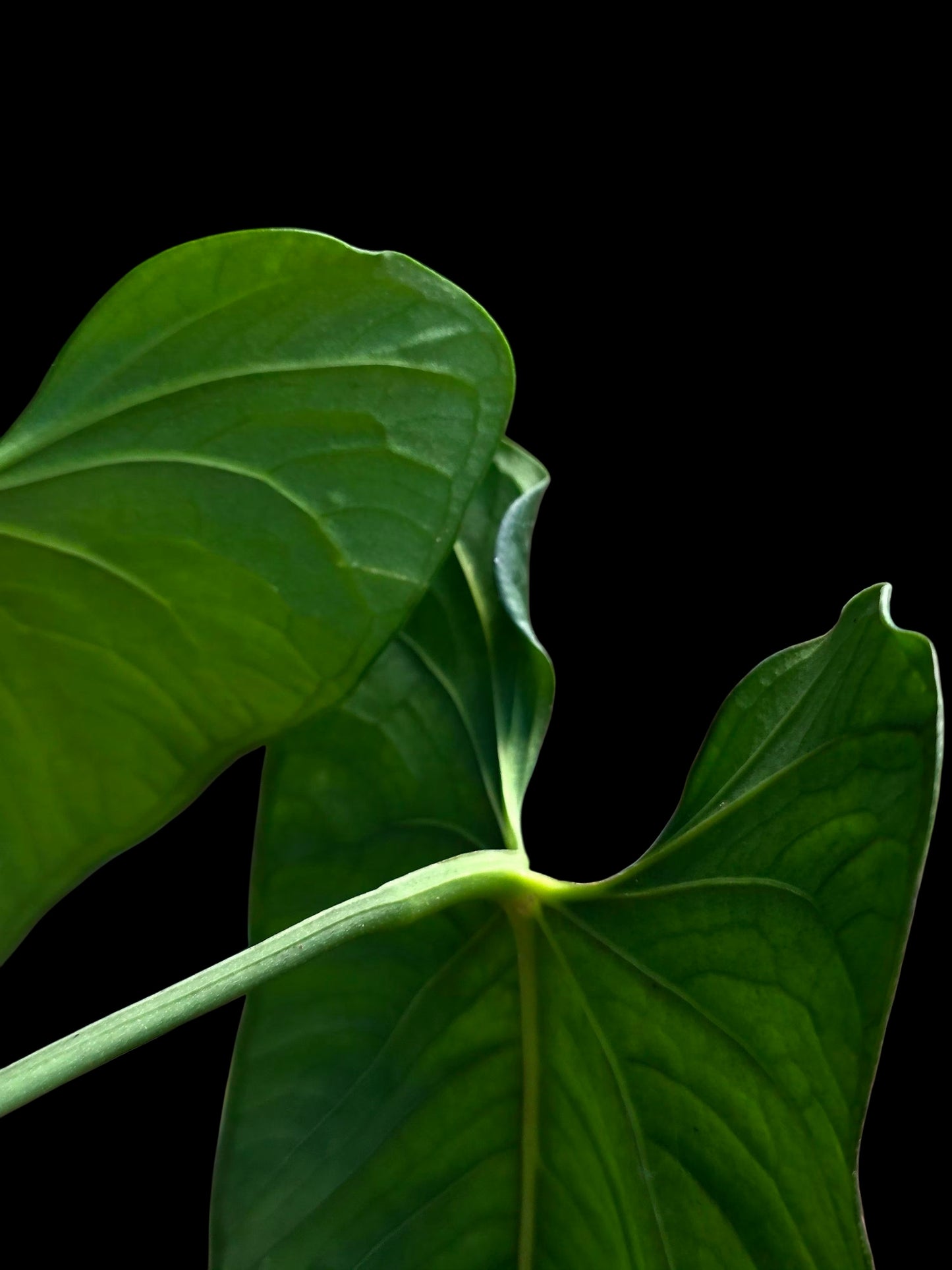 Anthurium sp. 'Peru Dark' with 2 Leaves (EXACT PLANT)