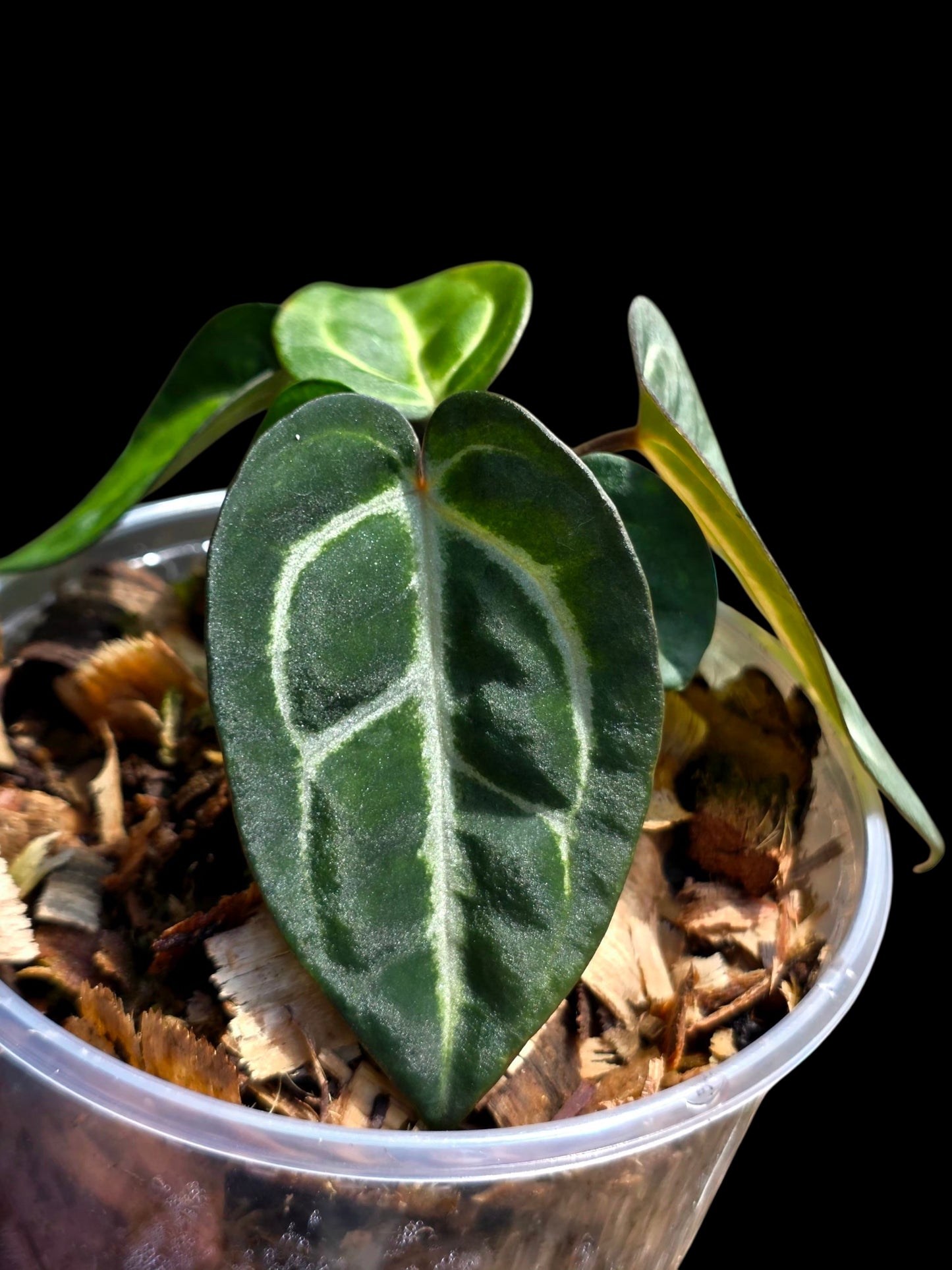 Anthurium Carlablackiae Dark Petiole (EXACT PLANT)
