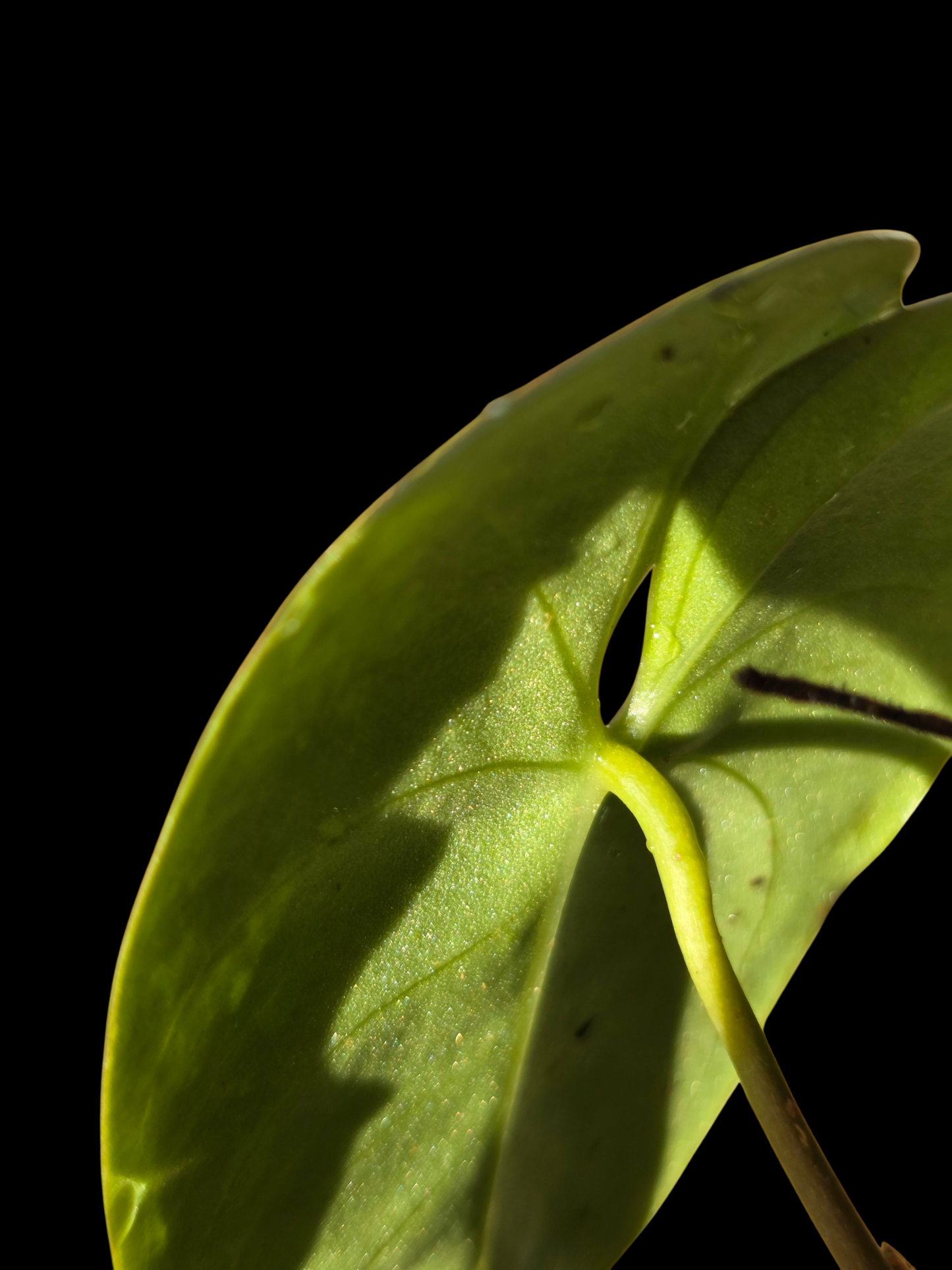 Anthurium sp. 'Shapaja Silver' Wild Ecotype (EXACT PLANT)