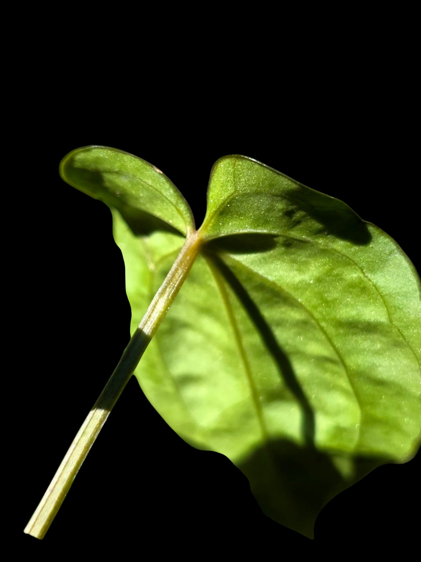 Anthurium Kunayalense X Luxurians (EXACT PLANT)