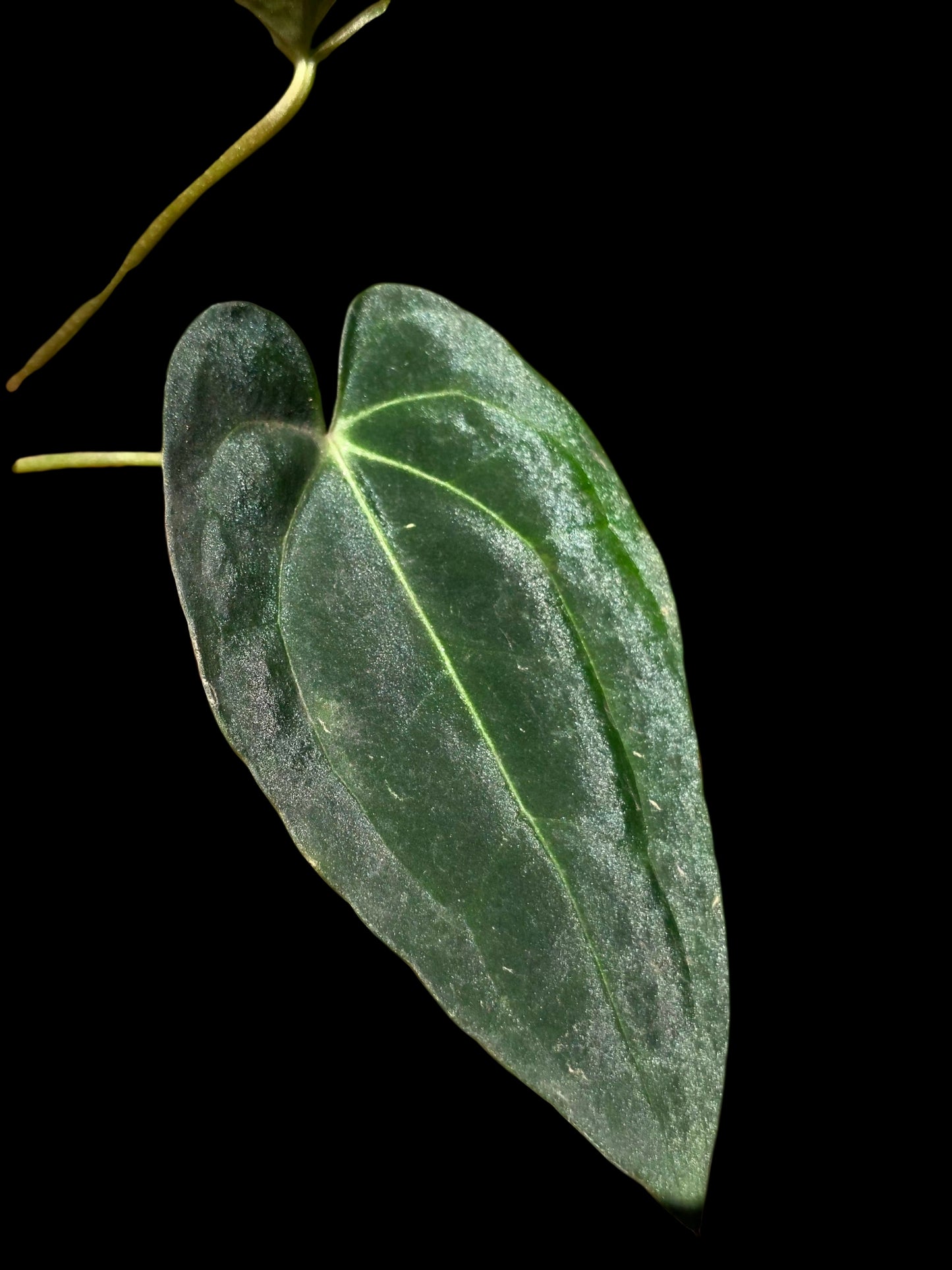 Anthurium Papillilaminum X Crystallinum (EXACT PLANT)