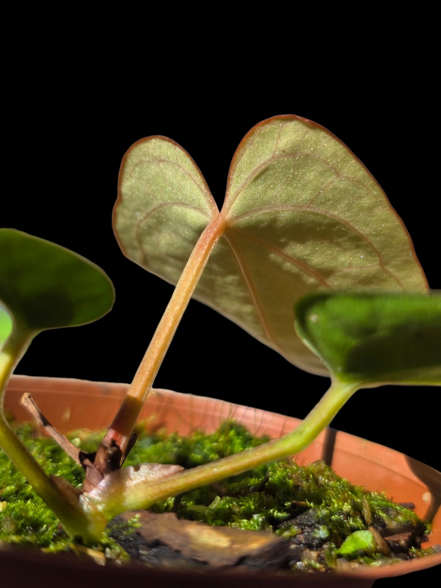 Anthurium Dressleri 'Rio Guanche' (EXACT PLANT)