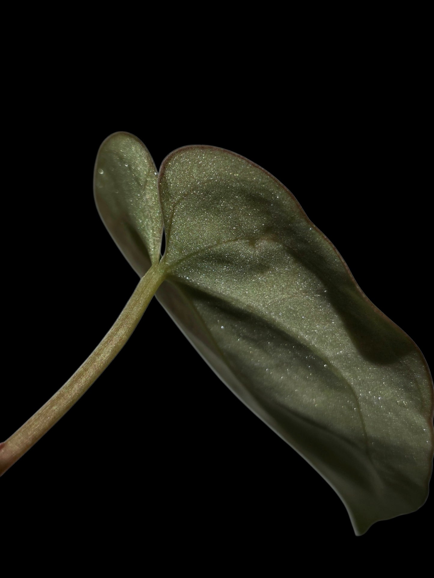 Anthurium Dressleri X Papillilaminum (EXACT PLANT)
