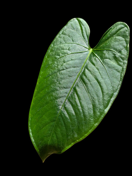 Anthurium sp. 'Cachiyacu Dark Velvet' Wild Ecotype (EXACT PLANT)