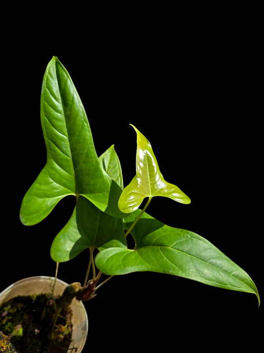 Anthurium sp. 'Moyobambae' Wild Ecotype (EXACT PLANT)