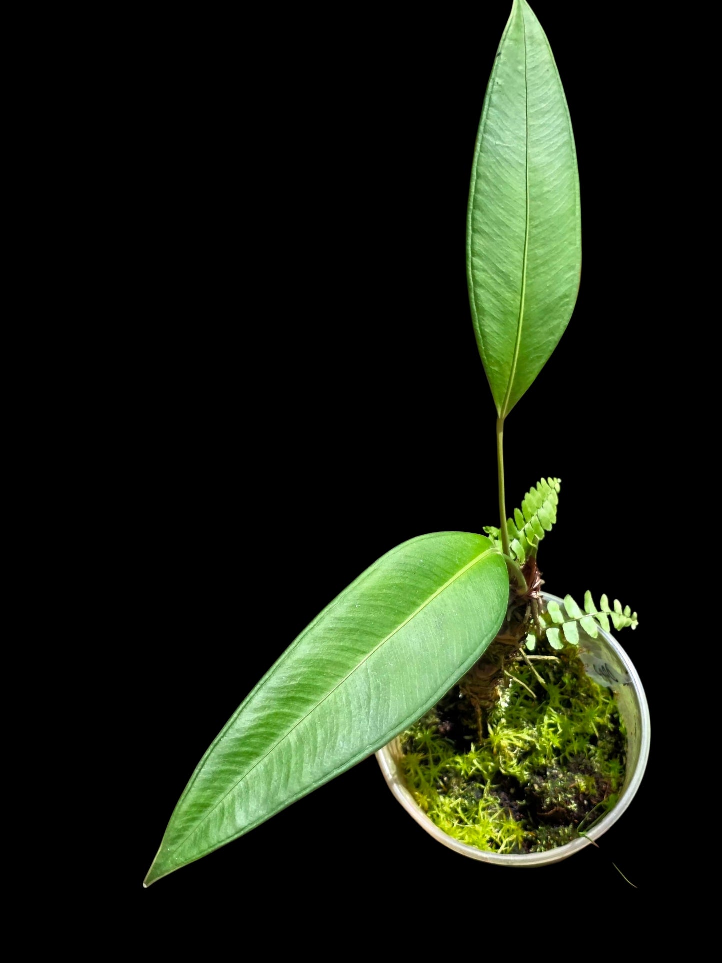 Anthurium sp. 'Lancea' Wild Ecotype (EXACT PLANT)