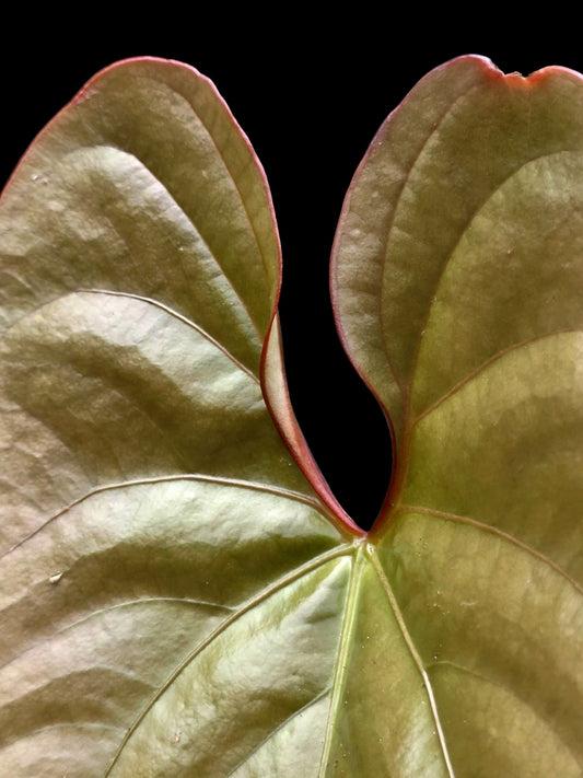 Anthurium sp. "Silver Peru" Rose Gold Emerging Leaf (EXACT PLANT)