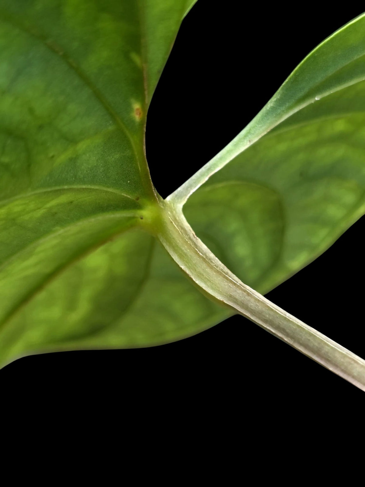 Anthurium sp. 'Huanuco Velvet' Wild Ecotype (EXACT PLANT)