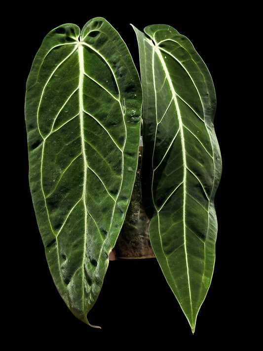 Anthurium Warocqueanum Wild Ecotype (EXACT PLANT)