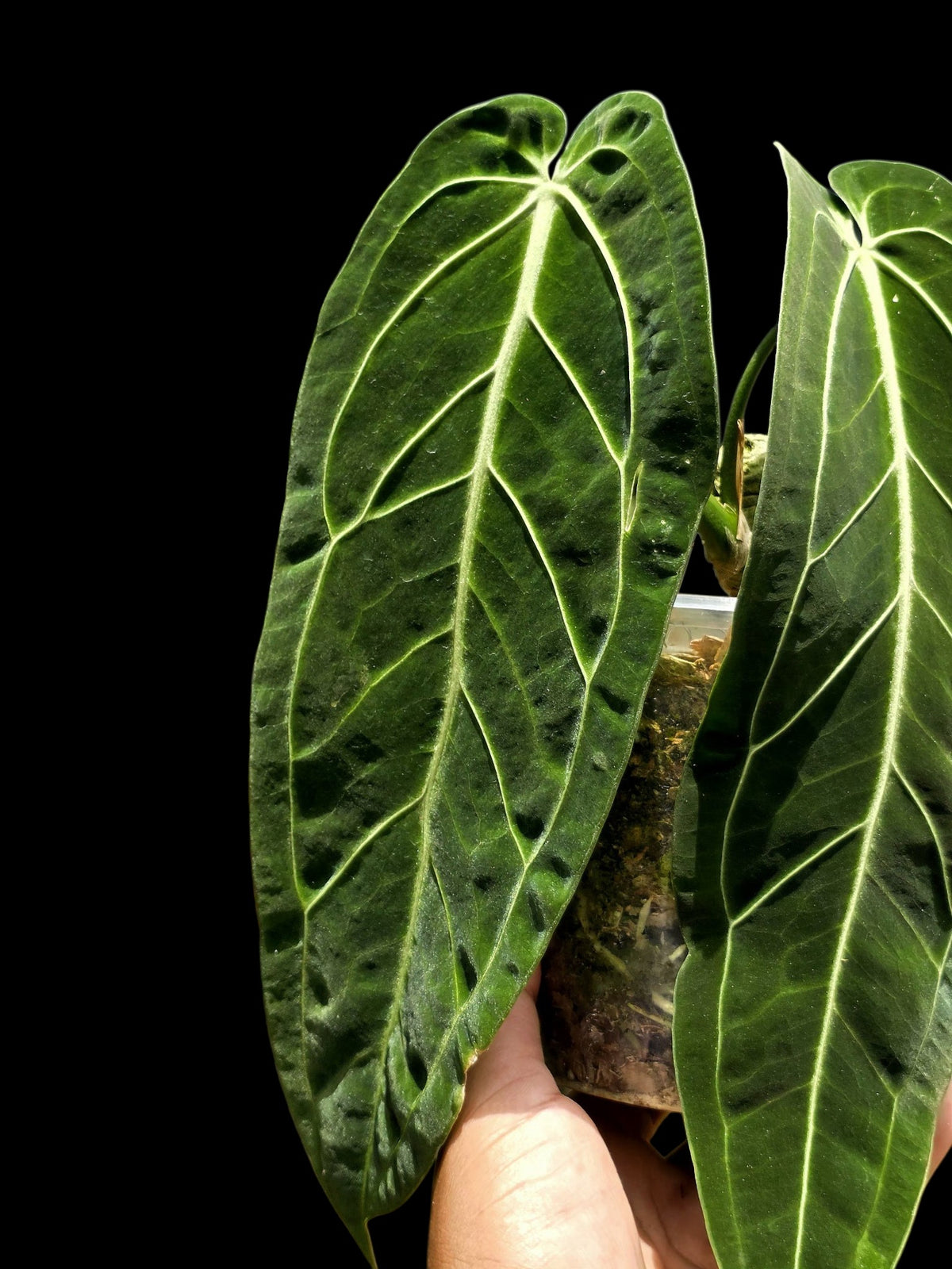Anthurium Warocqueanum Wild Ecotype (EXACT PLANT)