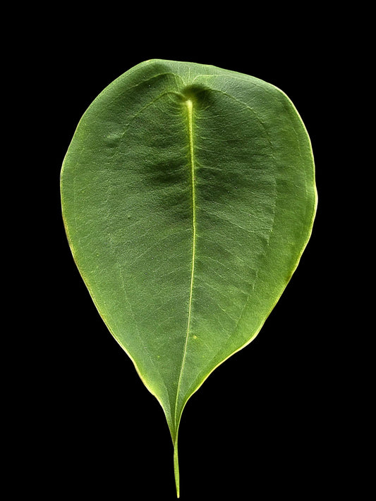 Anthurium Peltigerum 'Turtle Shell' (EXACT PLANT)