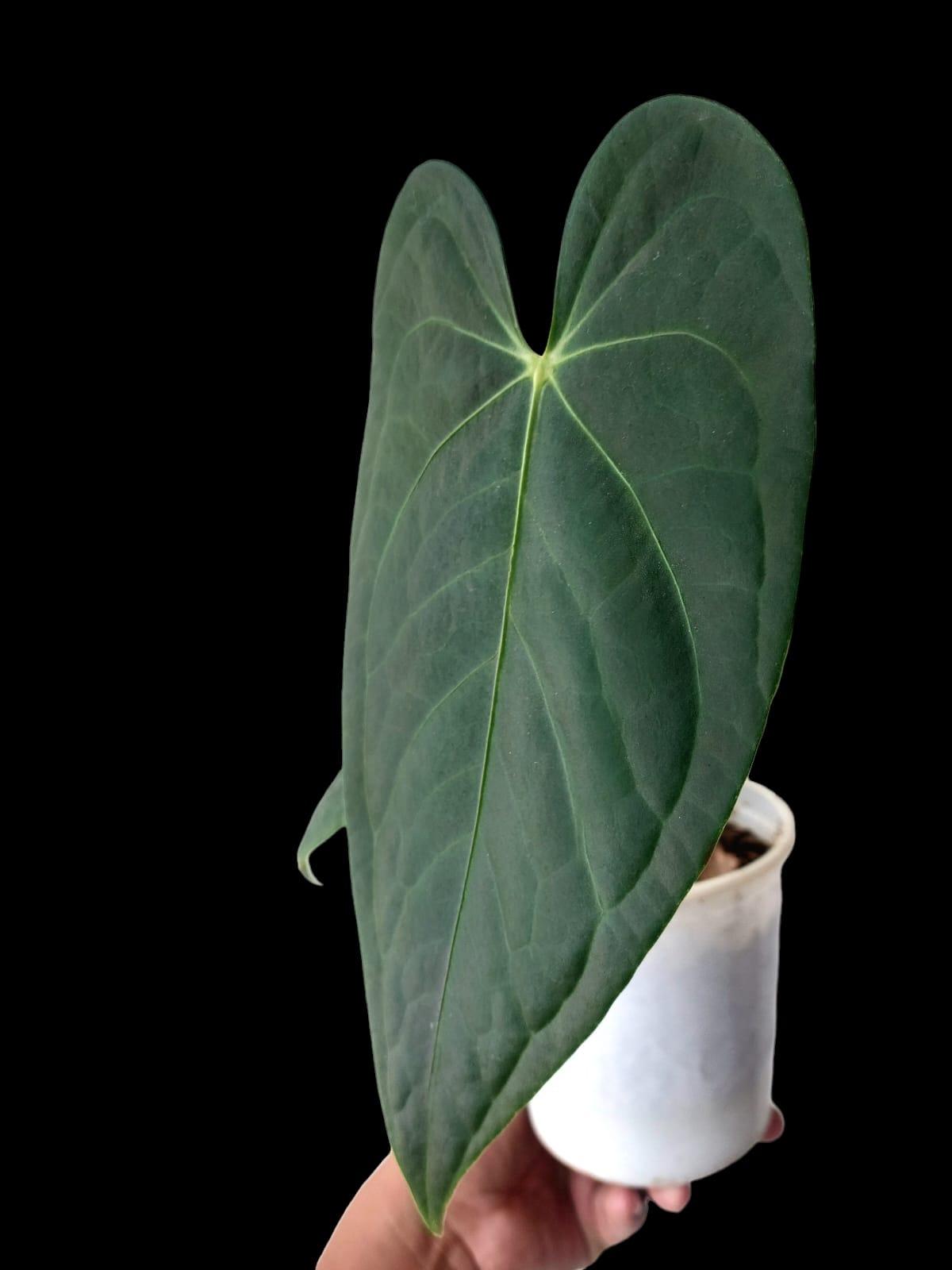 Anthurium Regale Green Form
