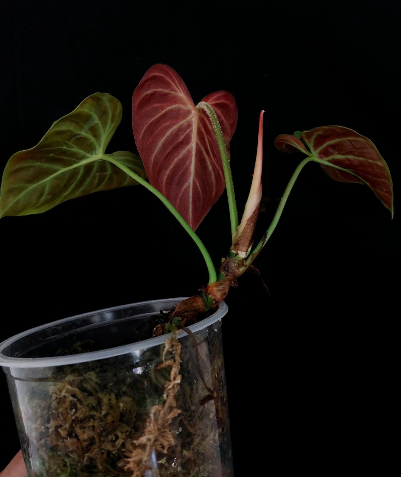 Philodendron Verrucosum Amazon Sunset