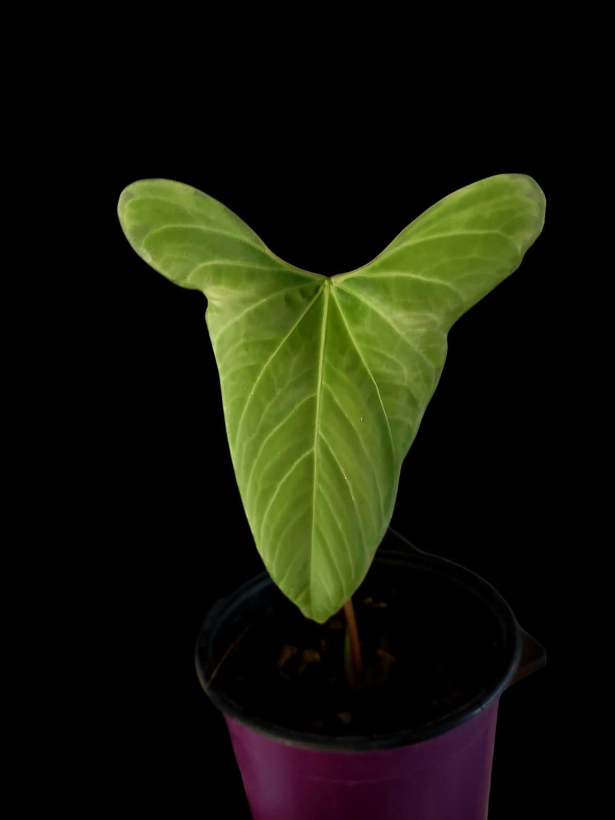 Anthurium sp. 'Tinguense' (EXACT PLANT)