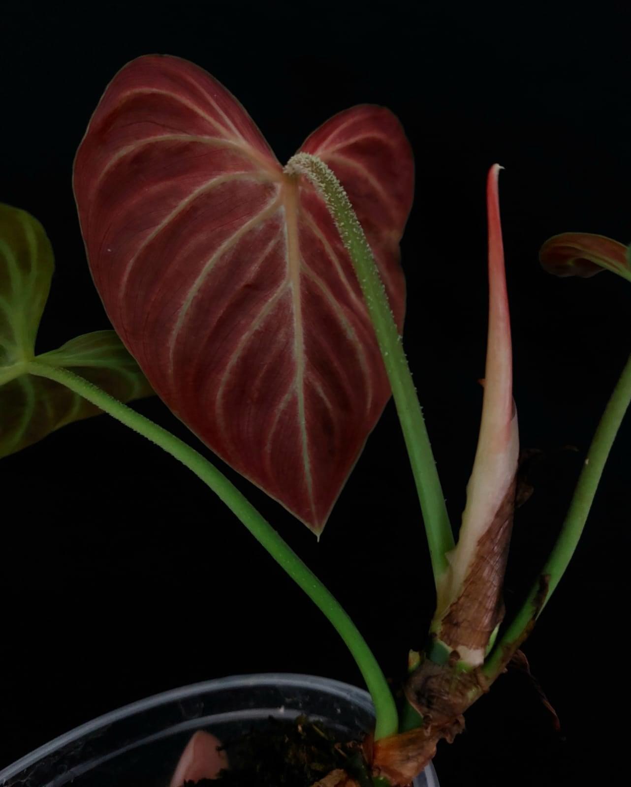 Philodendron Verrucosum Amazon Sunset