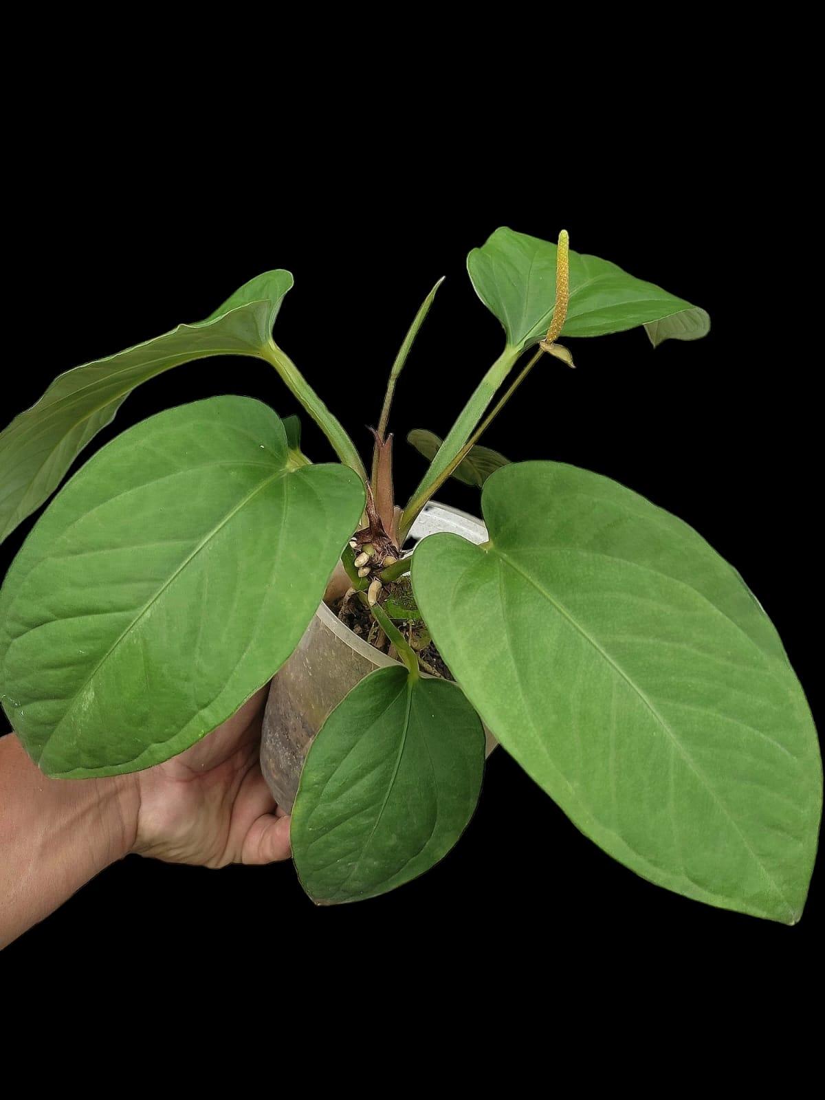 Anthurium Pulcachense (EXACT PLANT)