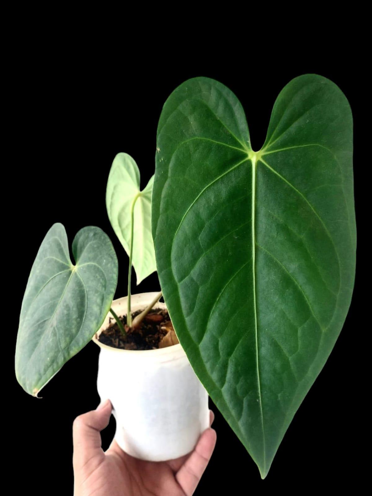 Anthurium Regale Green Form