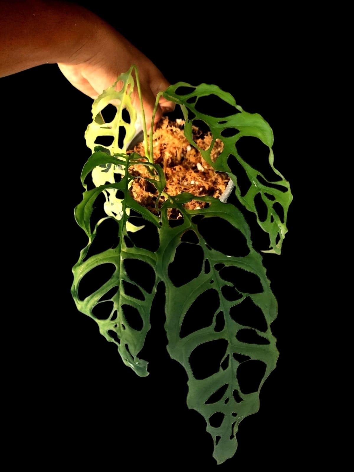 Monstera Obliqua Peru Narrow and Heavily Fenestrated (EXACT PLANT)